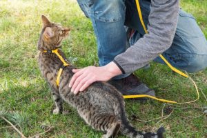 How To Harness Train A Cat