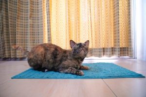 How To Keep A Cat From Peeing On Carpet