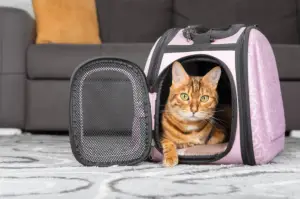 How To Train A Cat To Travel