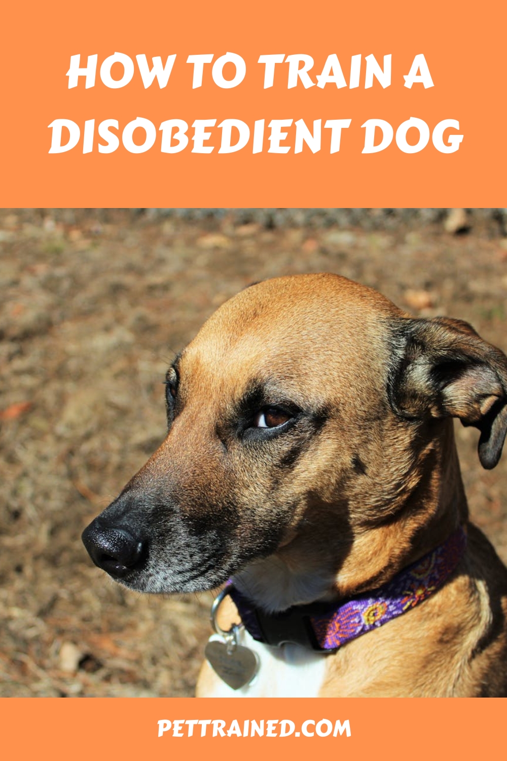 How To Train A Disobedient Dog