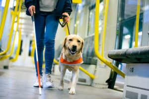 How To Train A Dog To Be A Service Dog