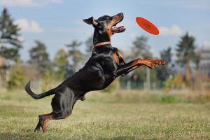 How To Train A Dog To Catch A Frisbee