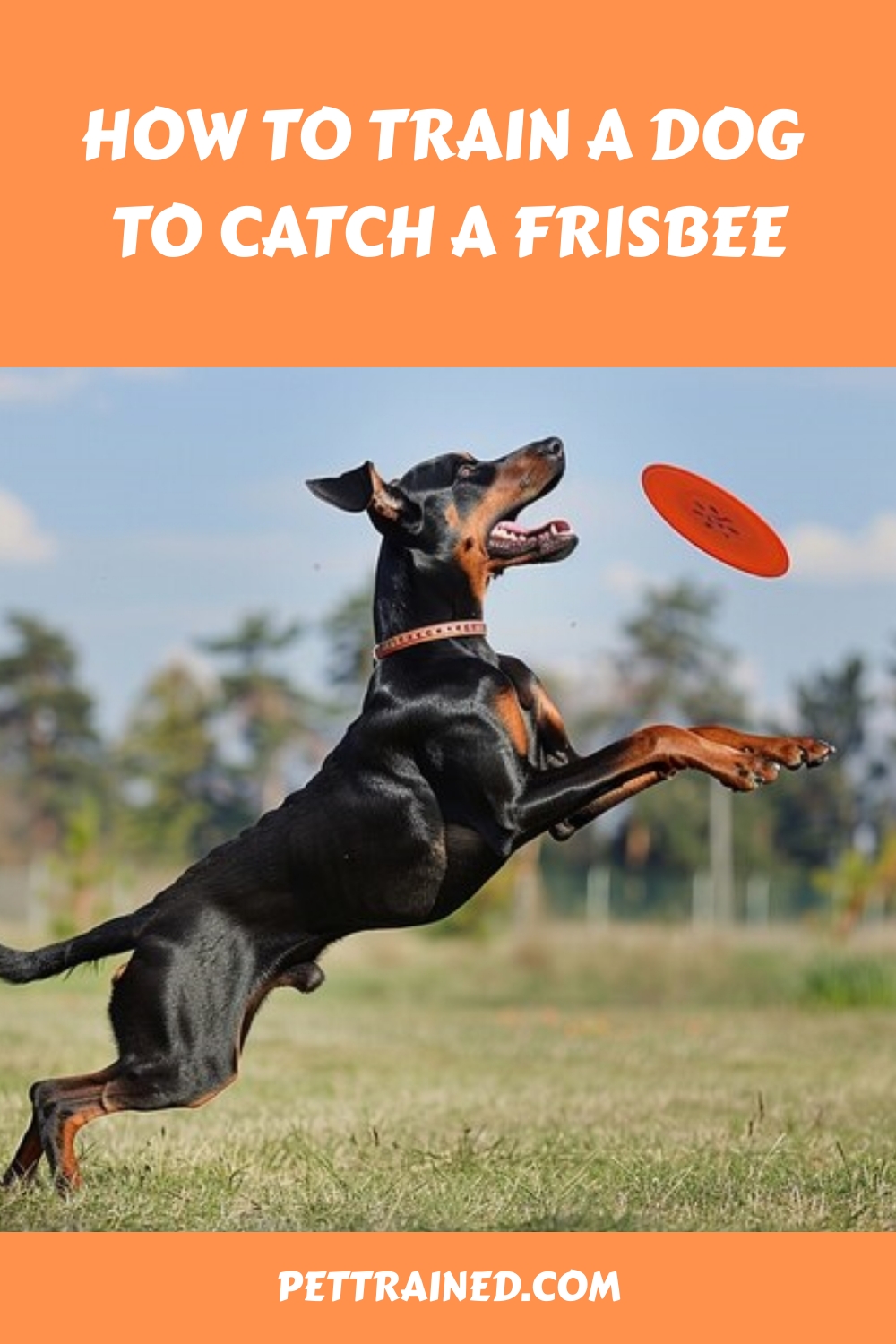 How To Train A Dog To Catch A Frisbee