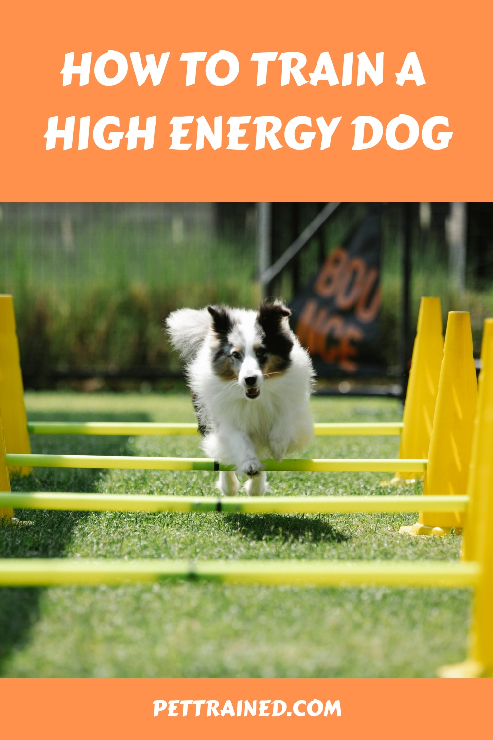 How To Train A High Energy Dog