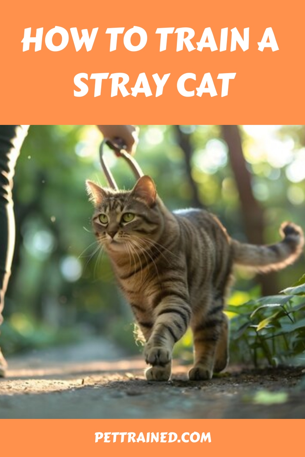 How To Train A Stray Cat