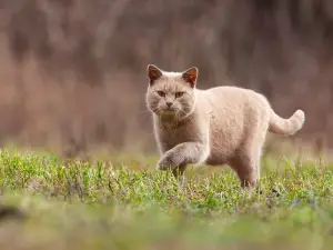 How To Train An Outdoor Cat