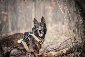 How To Train Your Dog Like An Army Dog