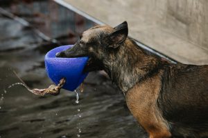 How To Train Your Dog To Drop It