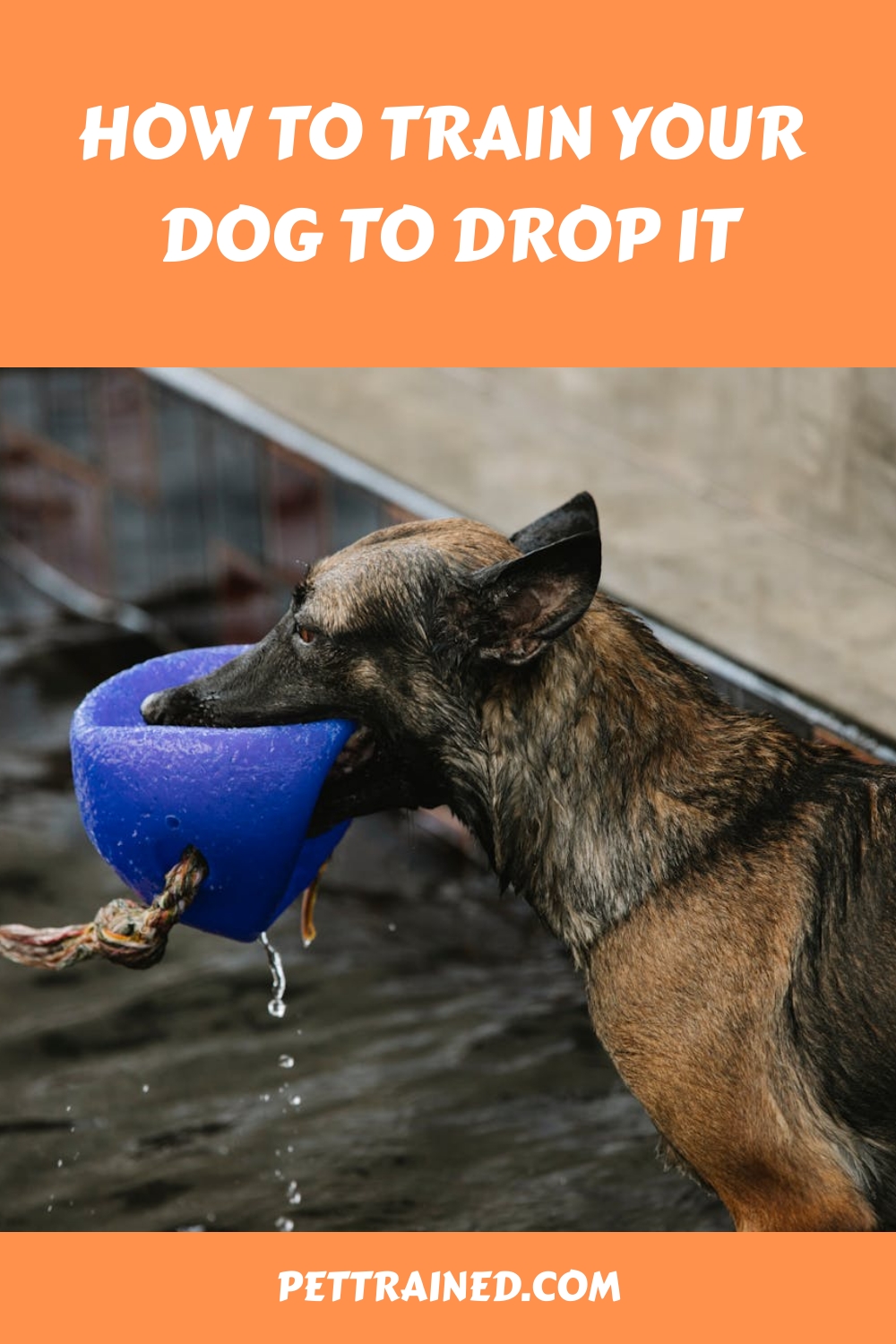 How To Train Your Dog To Drop It