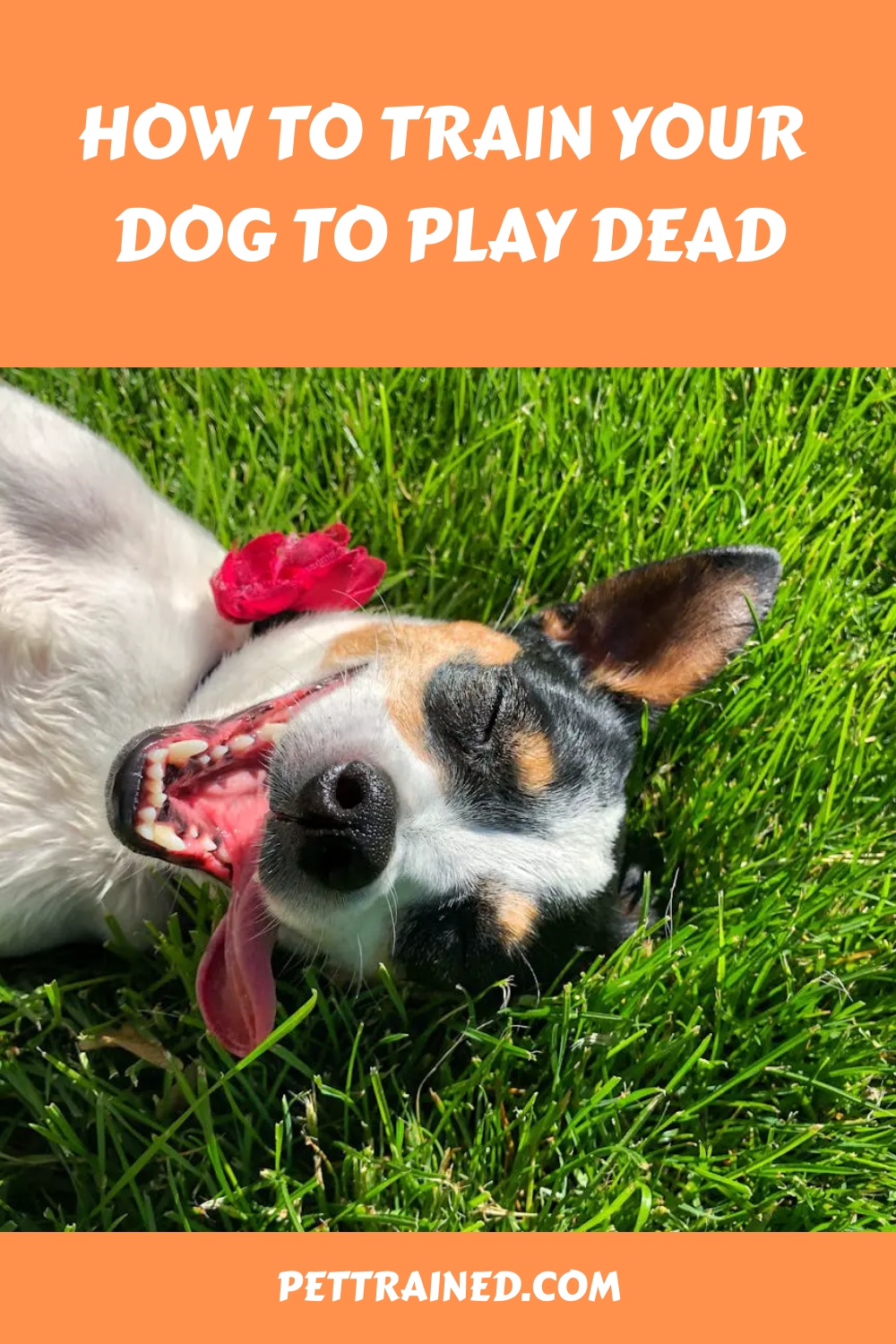 How To Train Your Dog To Play Dead