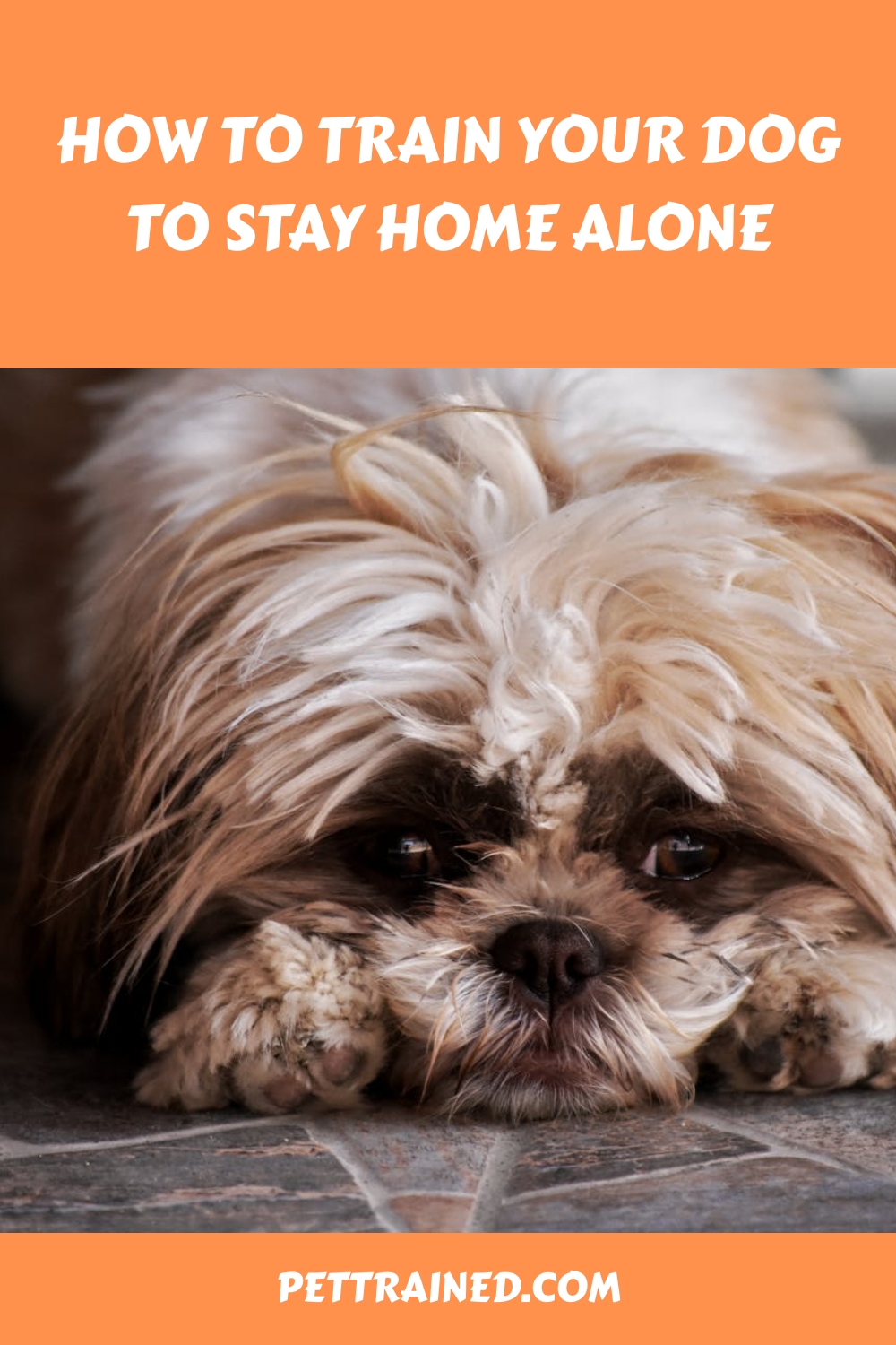 How To Train Your Dog To Stay Home Alone