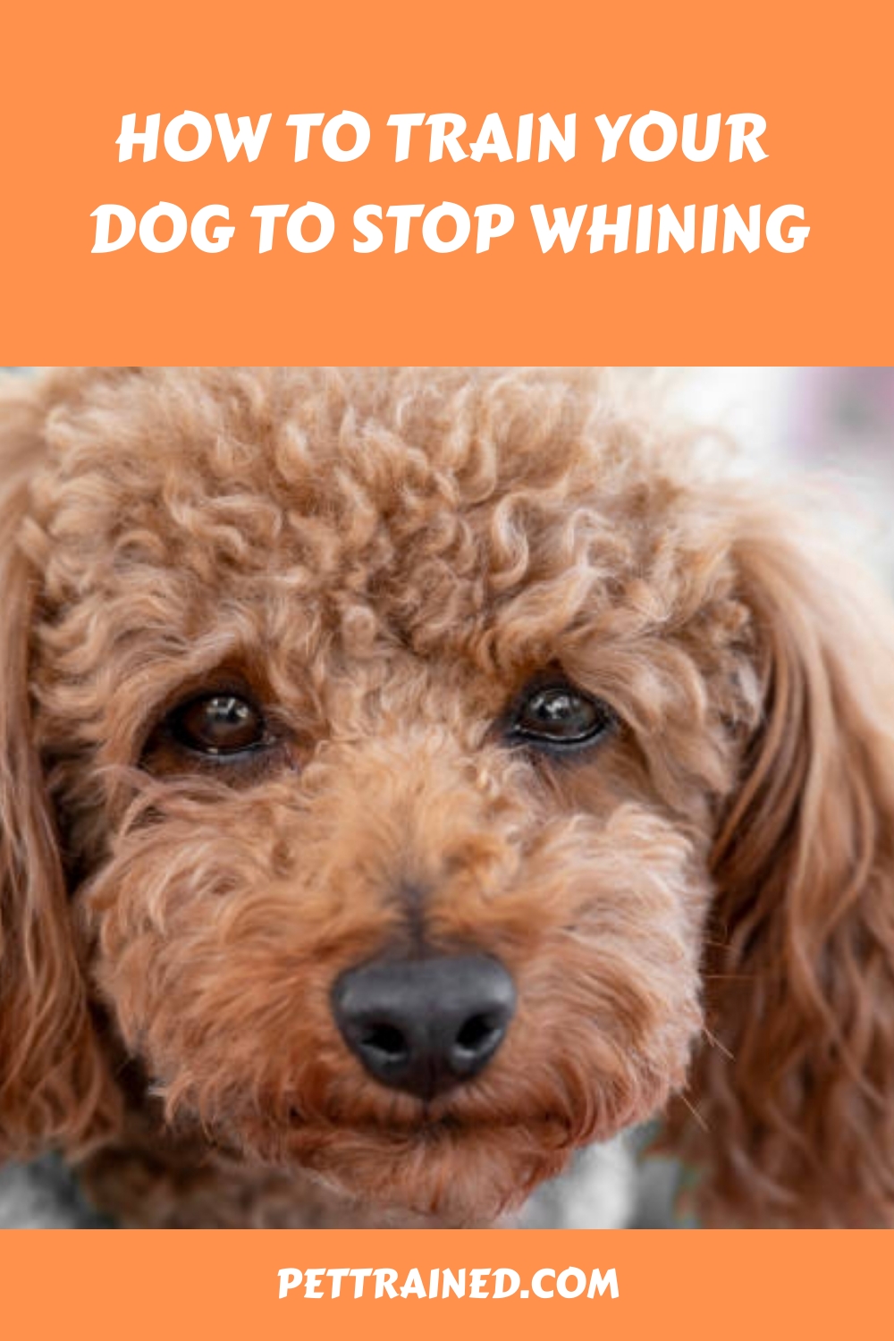 How To Train Your Dog To Stop Whining