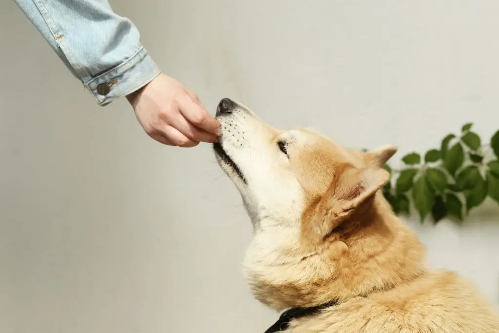 Rewarding Calm Behavior How to train a fearful dog