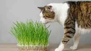 Why Do Cats Like Catnip - Top Reasons