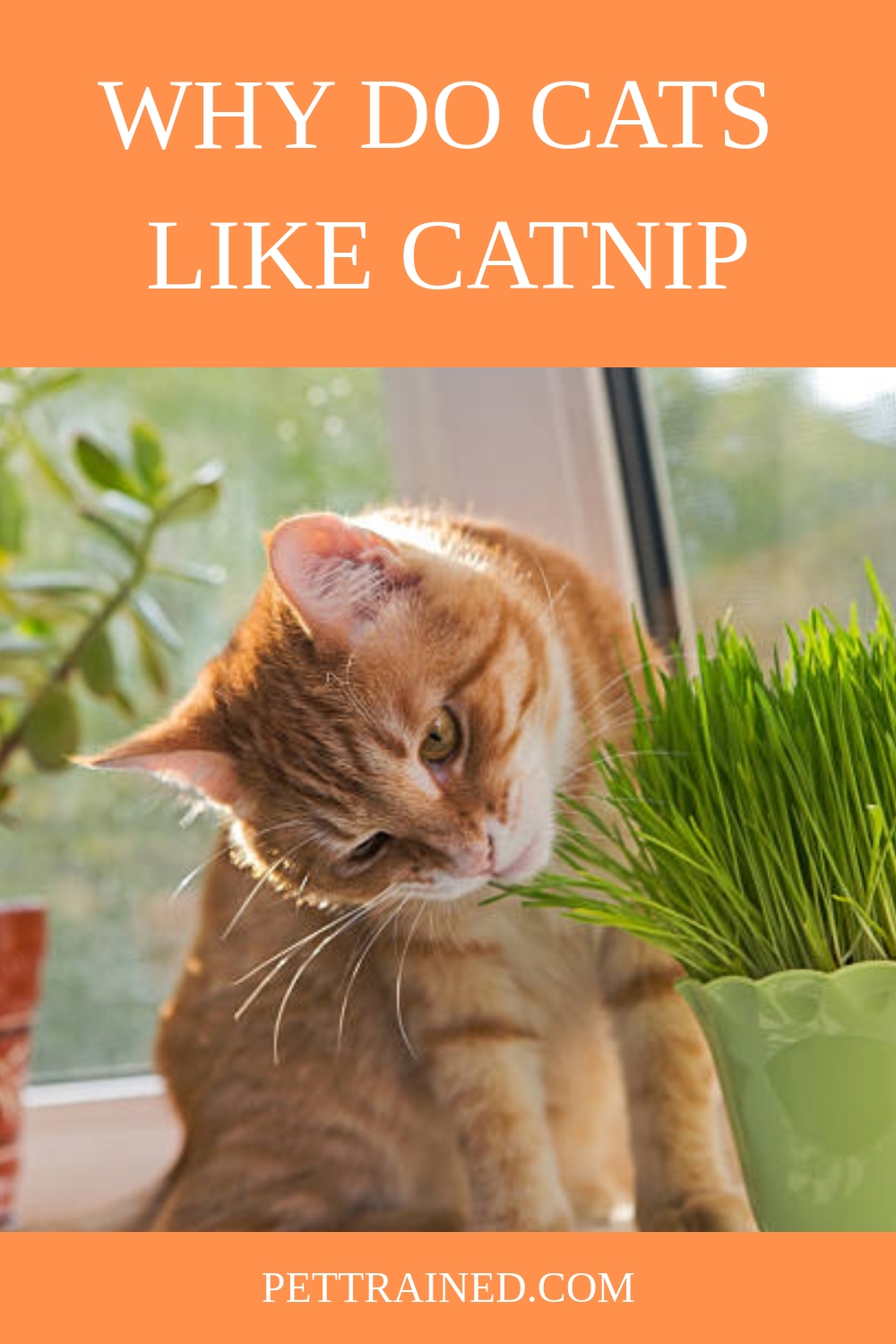 Why Do Cats Like Catnip