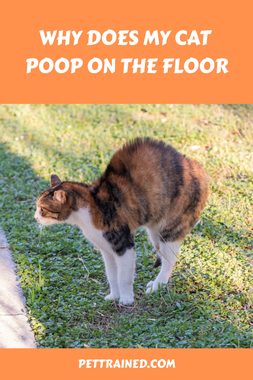 Why Does My Cat Poop On The Floor