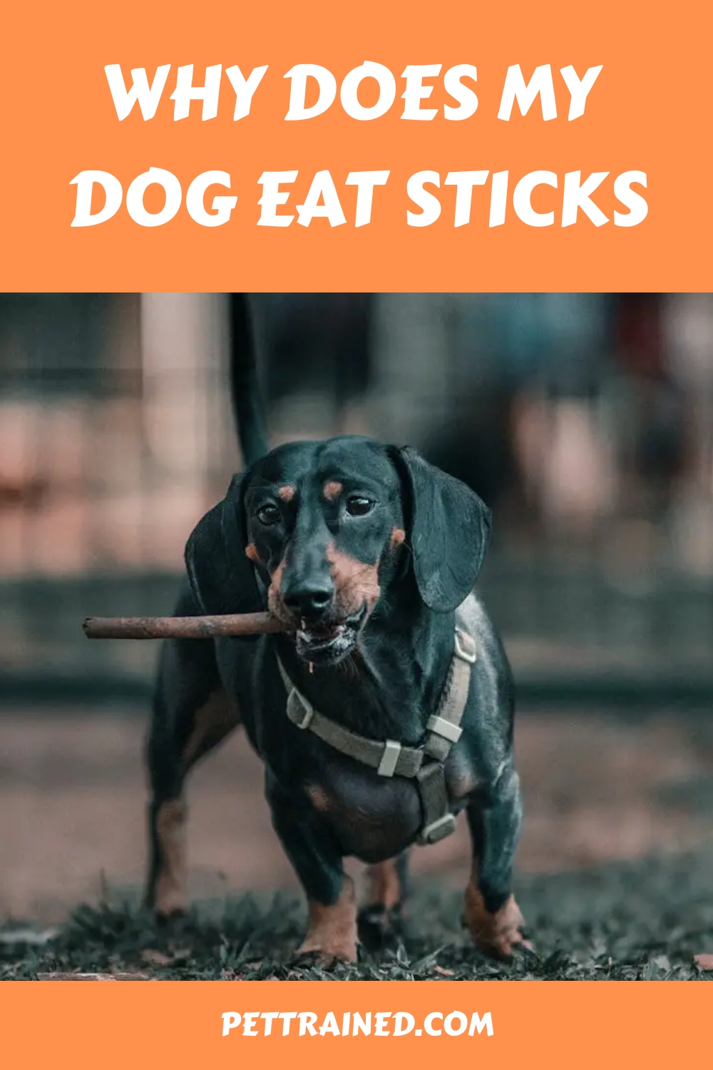 Why Does My Dog Eat Sticks