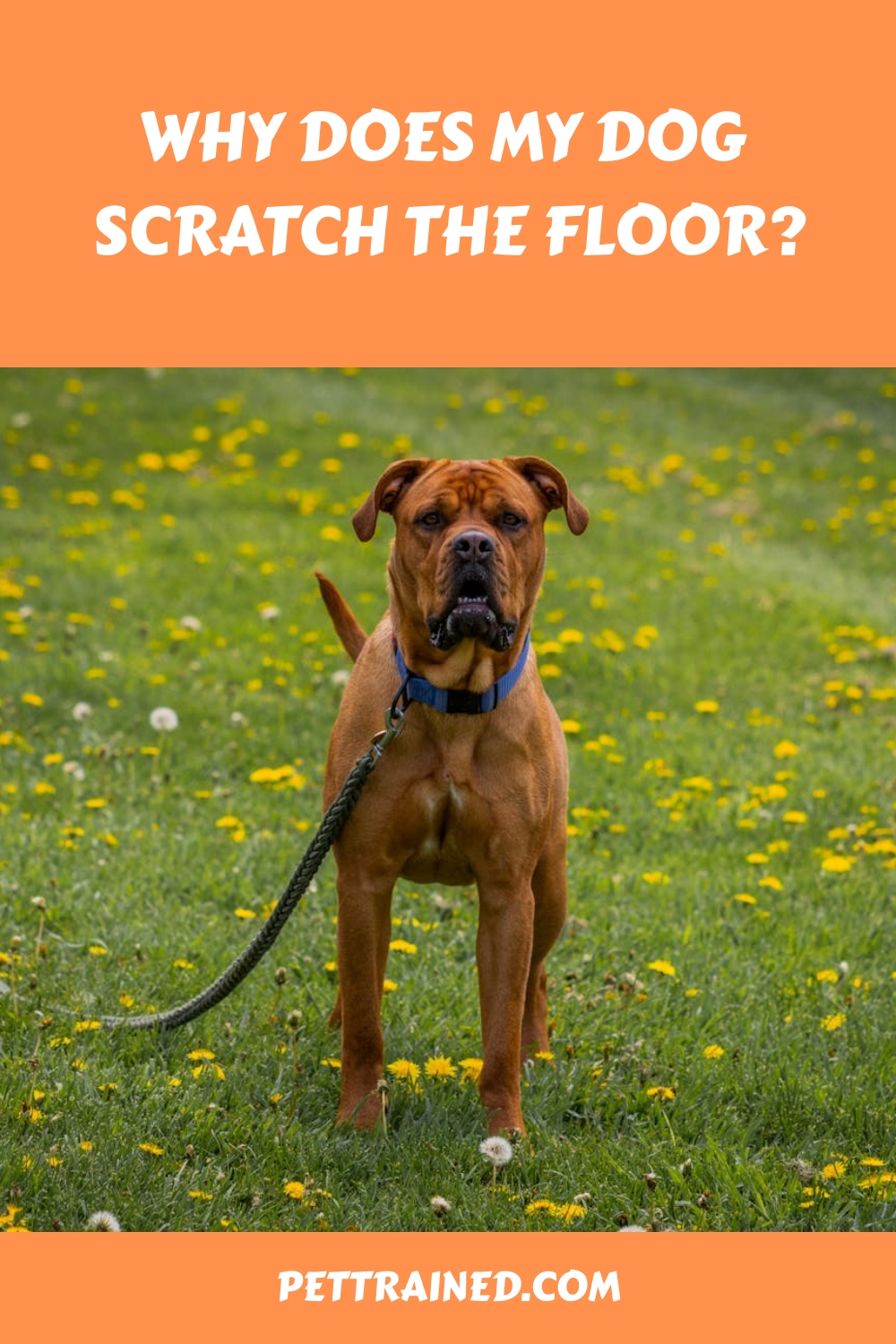 Why Does My Dog Scratch The Floor?