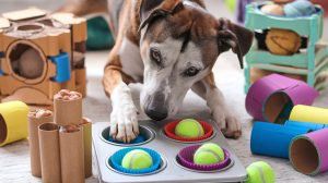 7 Simple DIY Dog Puzzle Games for Mental Stimulation